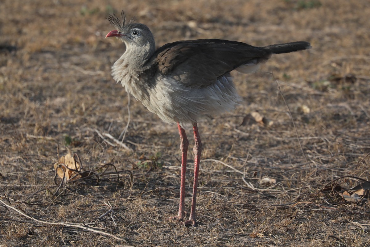 Red-legged Seriema - ML624222000