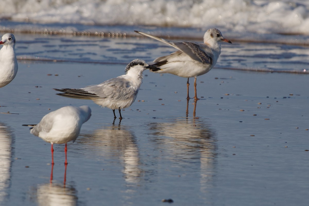 Sandwich Tern - ML624222001