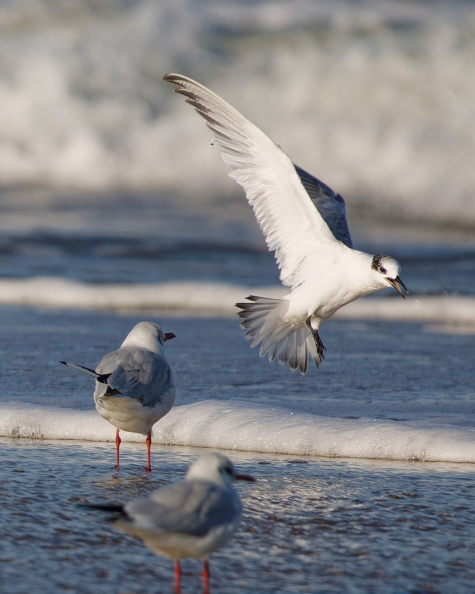 Sandwich Tern - ML624222002