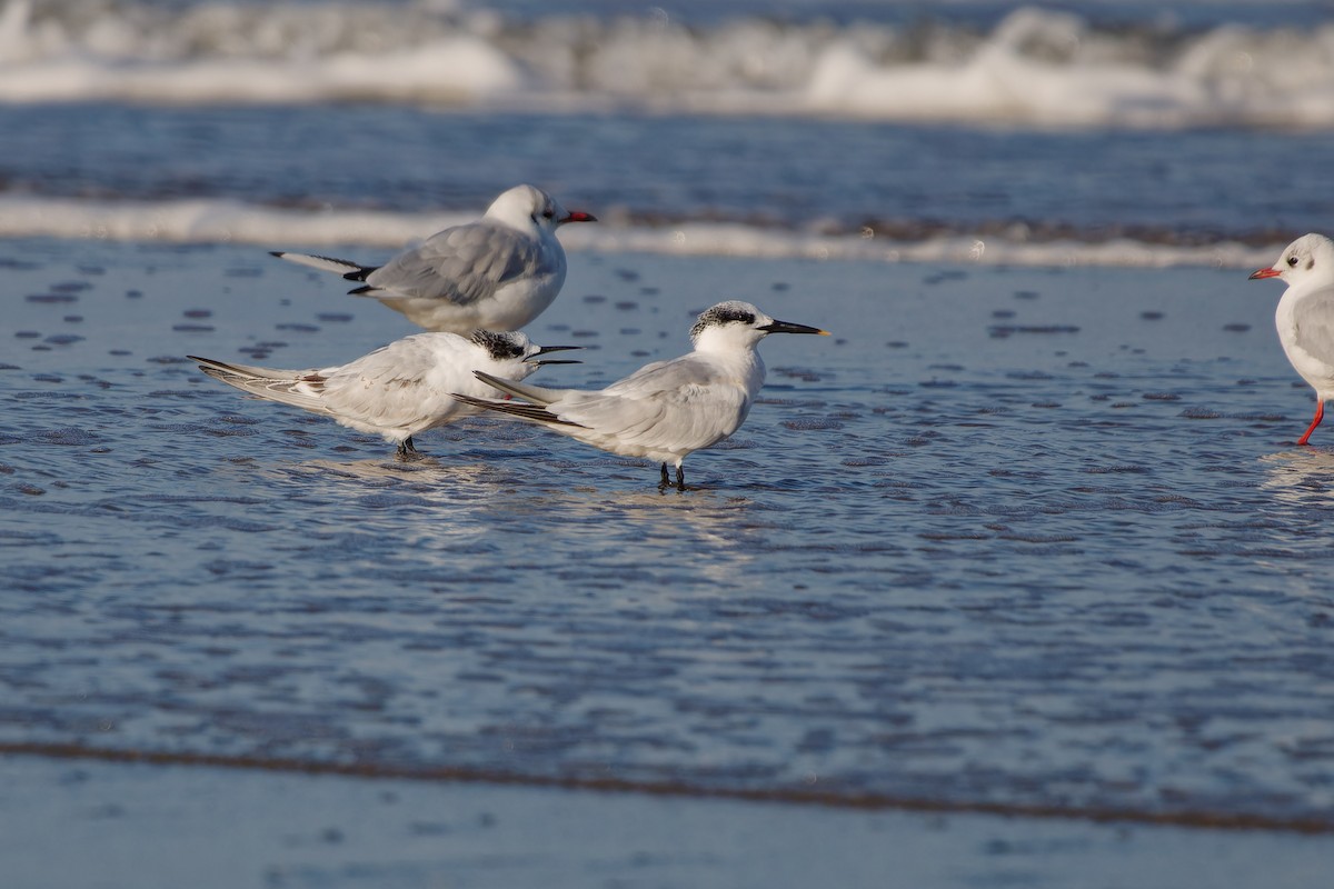 Sandwich Tern - ML624222003