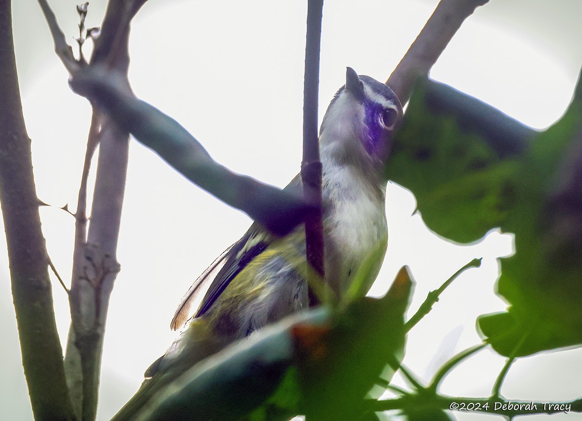 Blue-headed Vireo - ML624222005