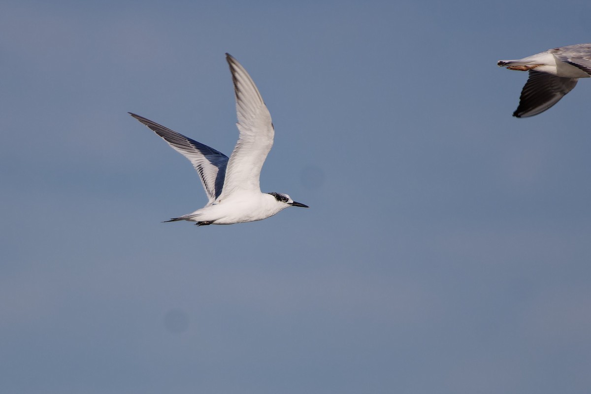 Sandwich Tern - ML624222006