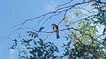 new world flycatcher sp. - ML624222007