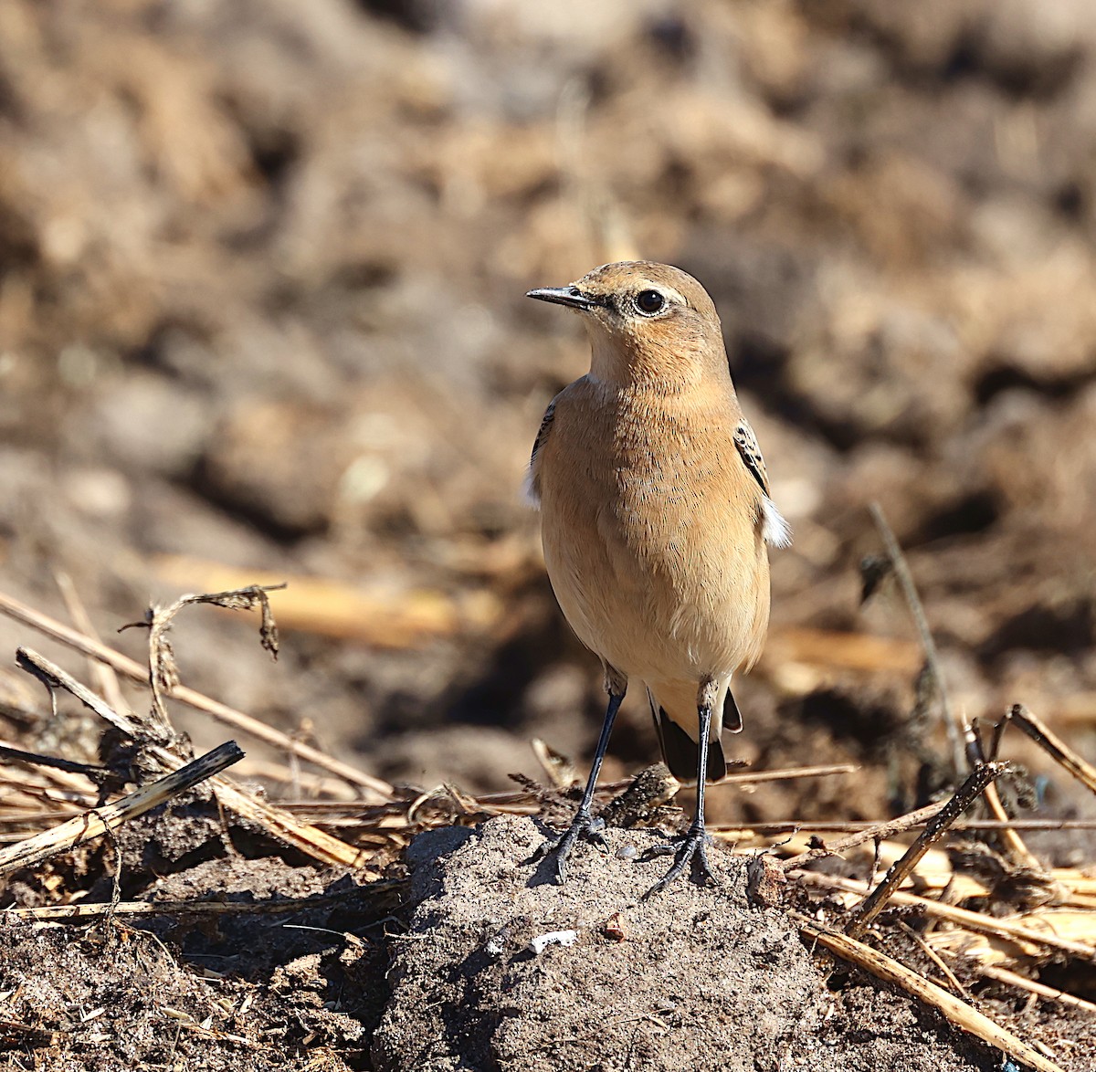 Northern Wheatear - ML624222008