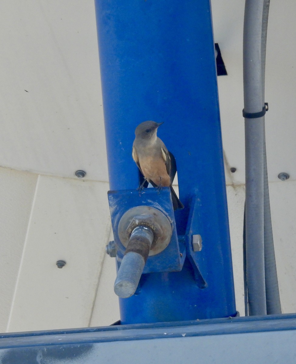 Say's Phoebe - ML624222010