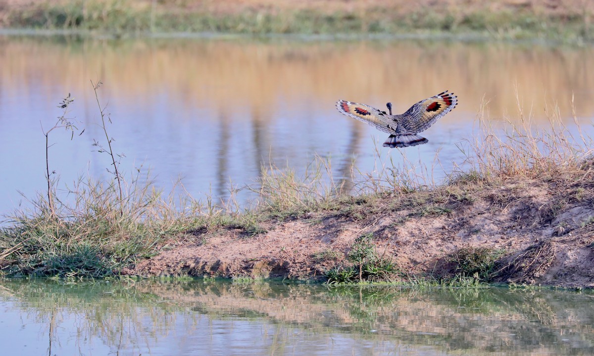 Sunbittern - ML624222012