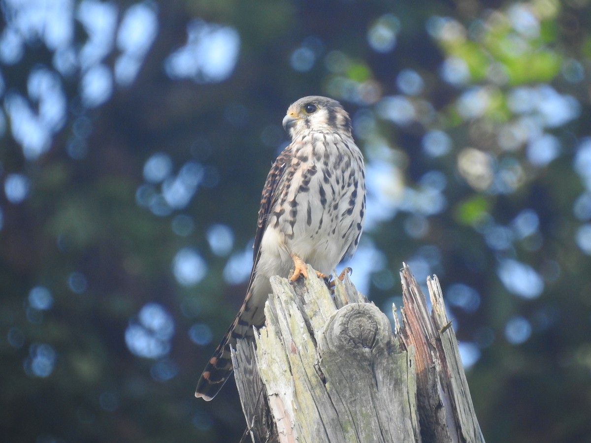 American Kestrel - ML624222014