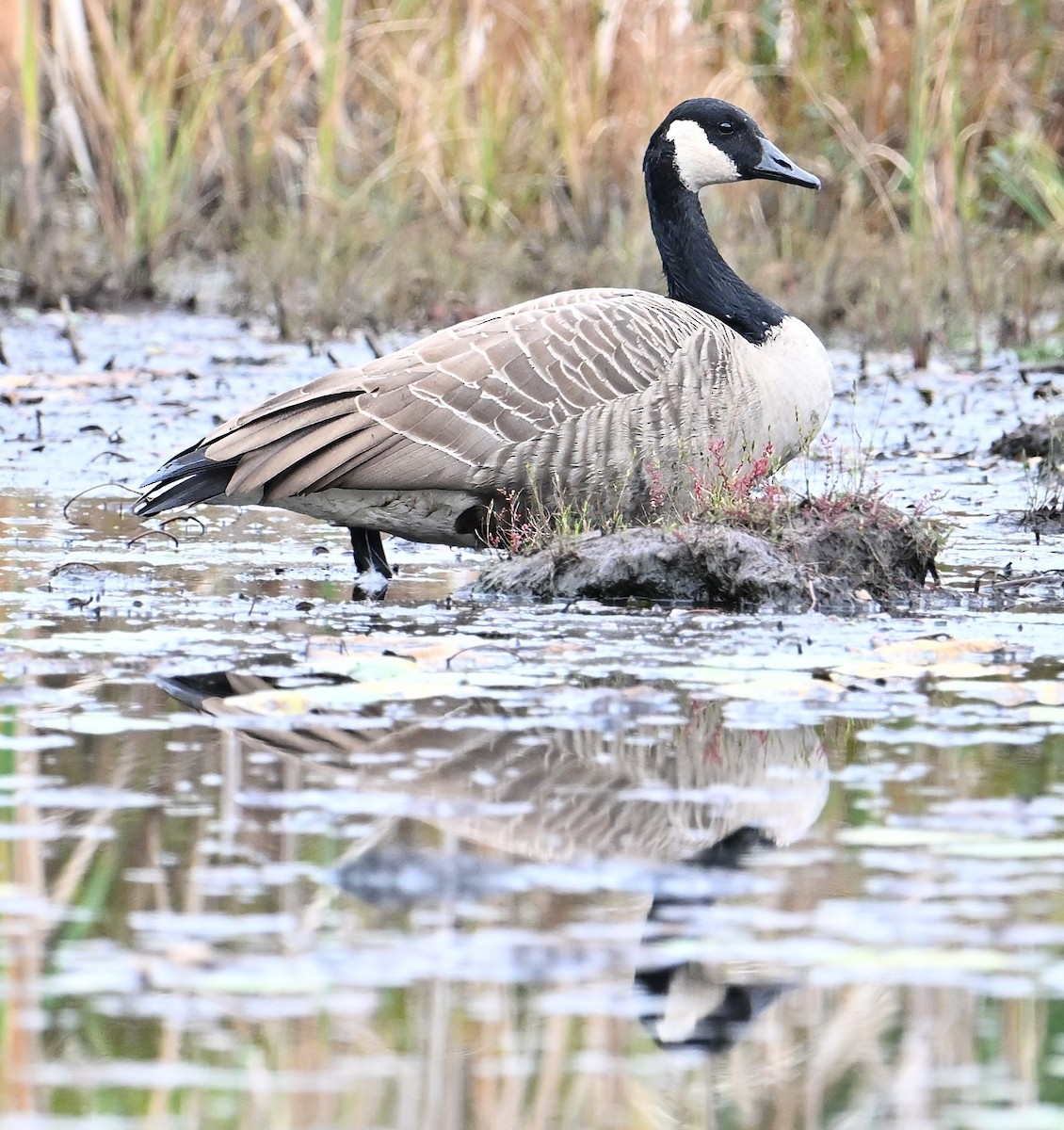 Canada Goose - ML624222015