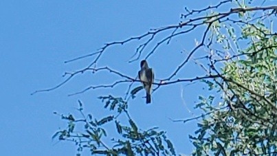 new world flycatcher sp. - ML624222016