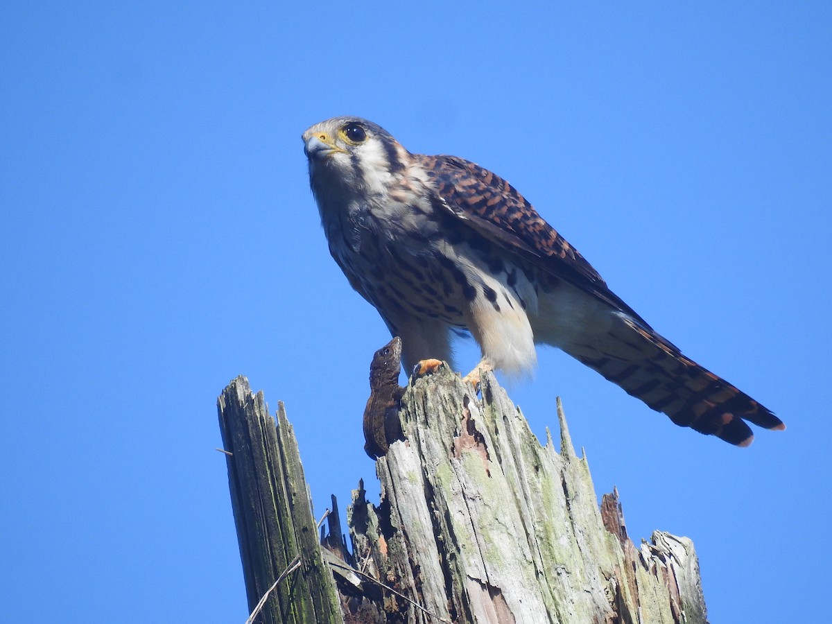 American Kestrel - ML624222021