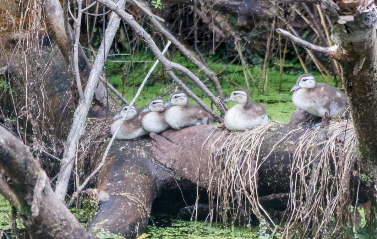 Wood Duck - ML624222022