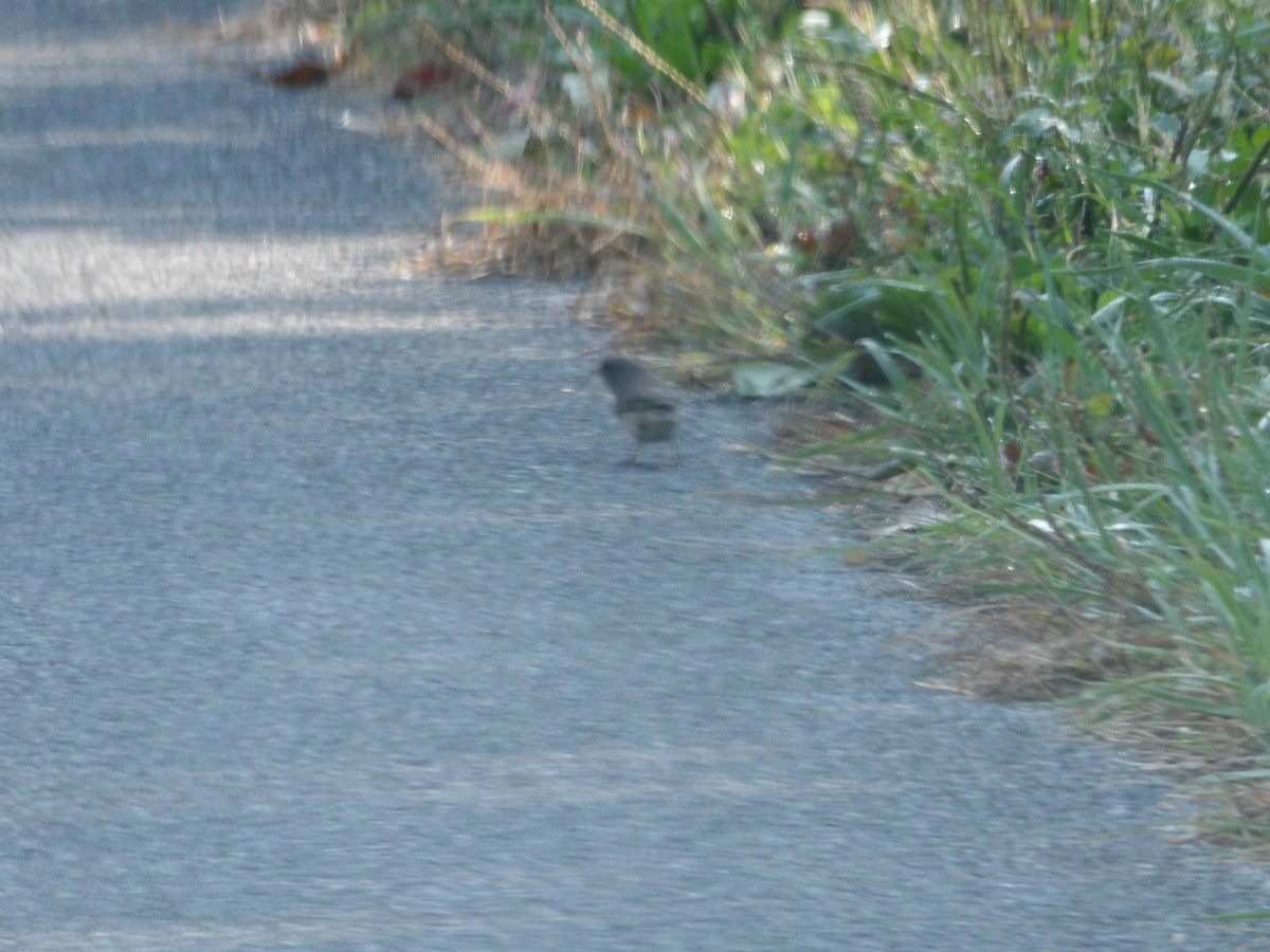 Dark-eyed Junco - ML624222025