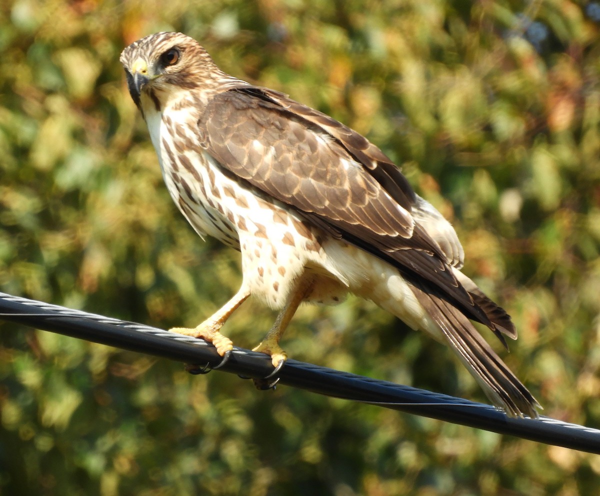 Broad-winged Hawk - ML624222029