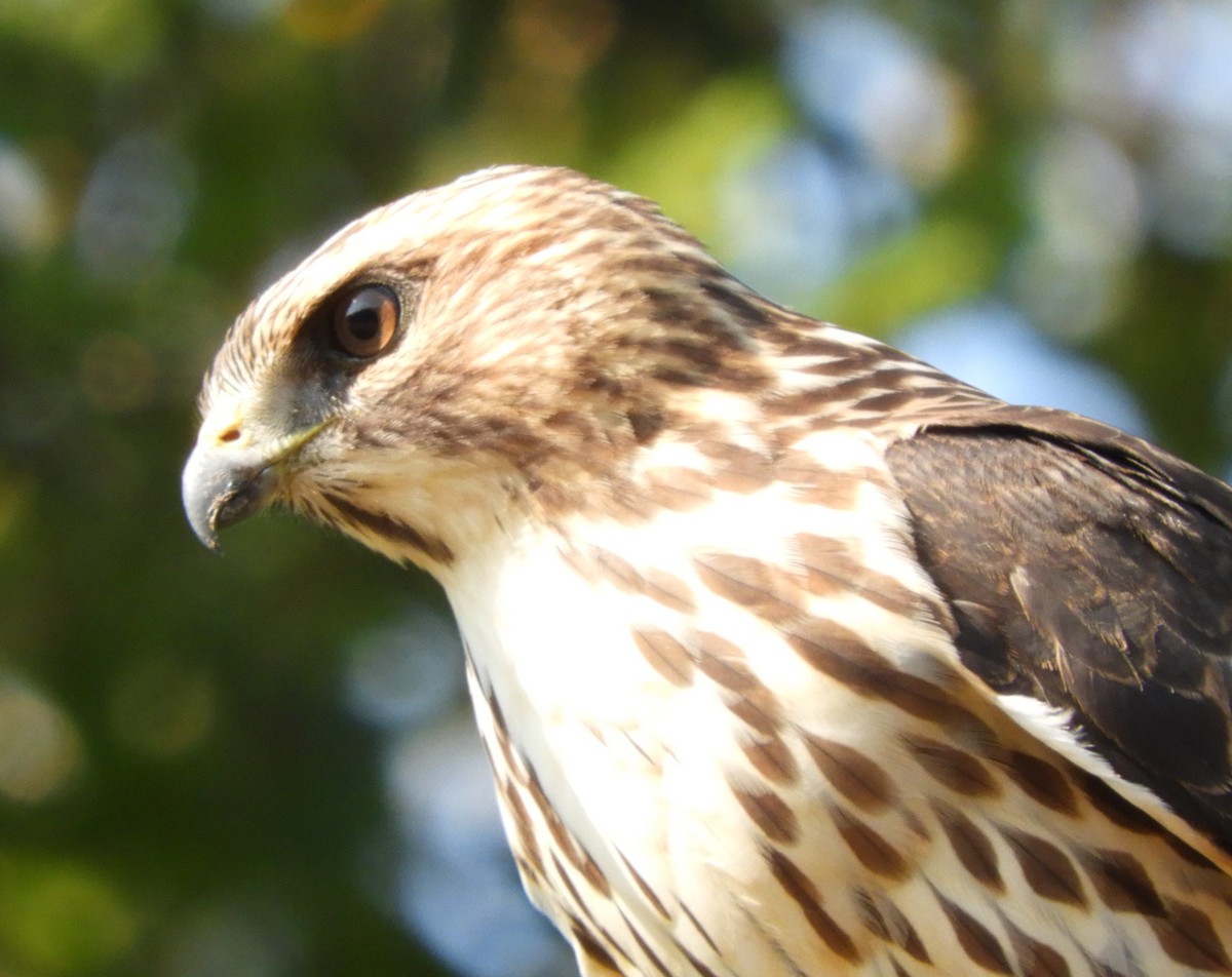 Broad-winged Hawk - ML624222030