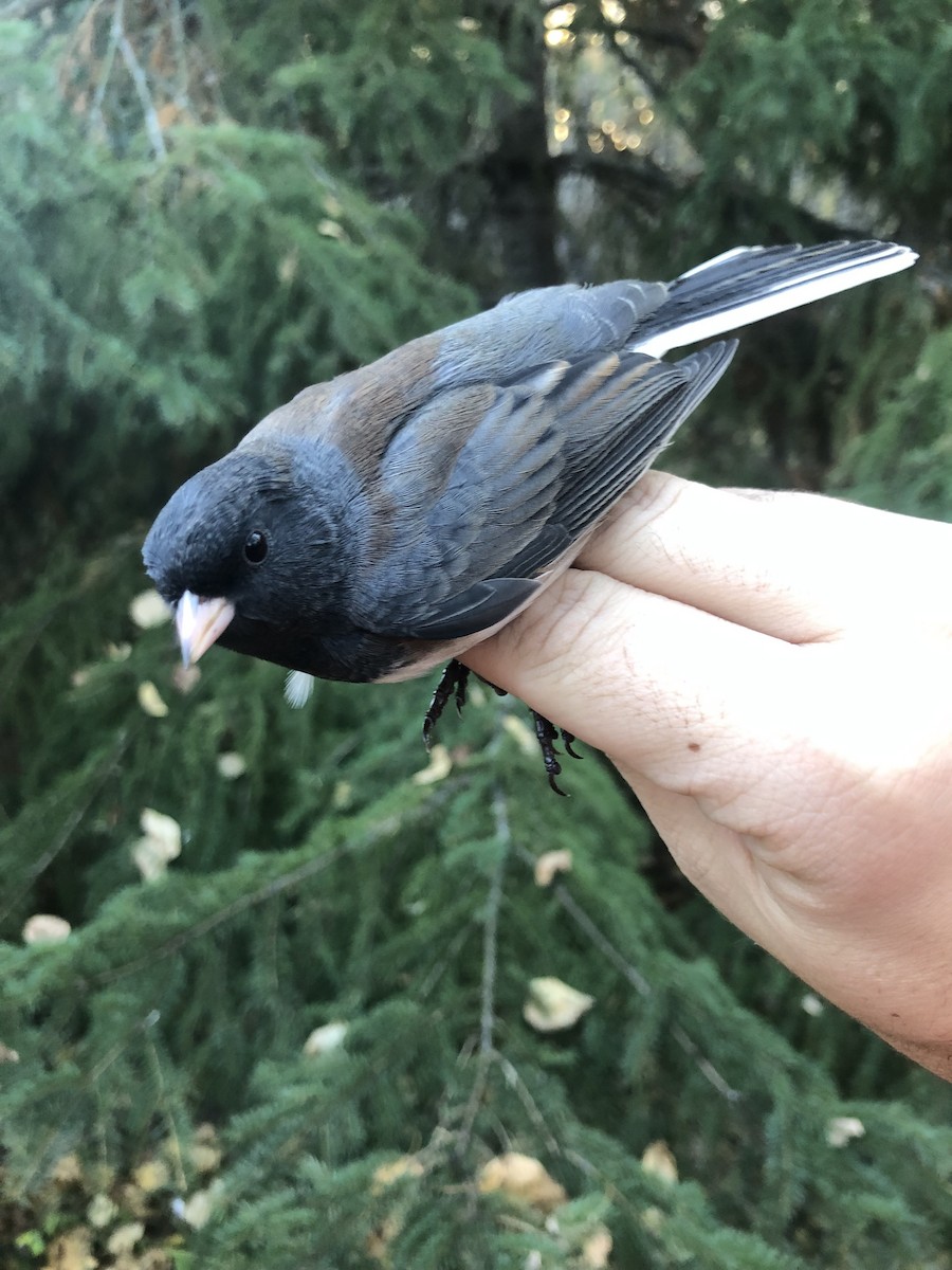 Dark-eyed Junco (Oregon) - ML624222033