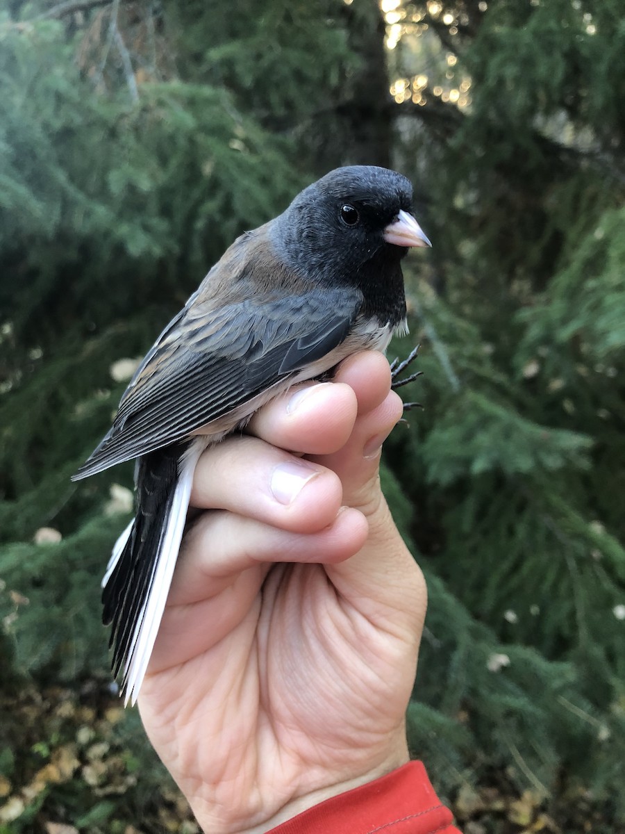 Dark-eyed Junco (Oregon) - ML624222034