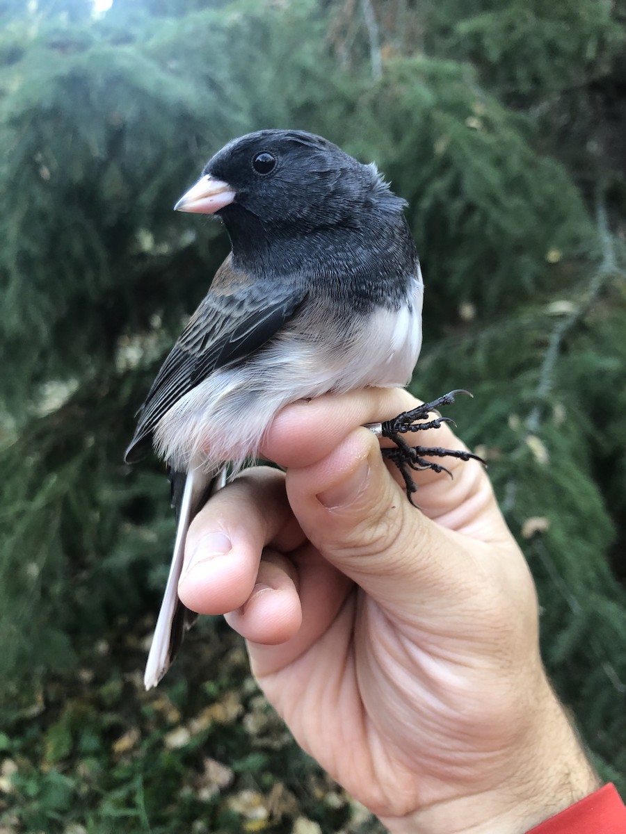 Dark-eyed Junco (Oregon) - ML624222035