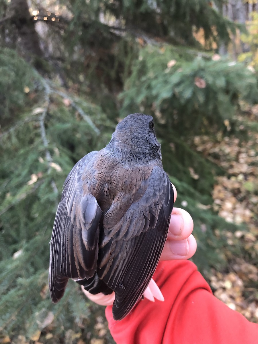 Junco Ojioscuro (grupo oreganus) - ML624222036