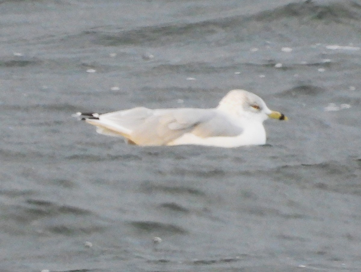 Ring-billed Gull - ML624222043