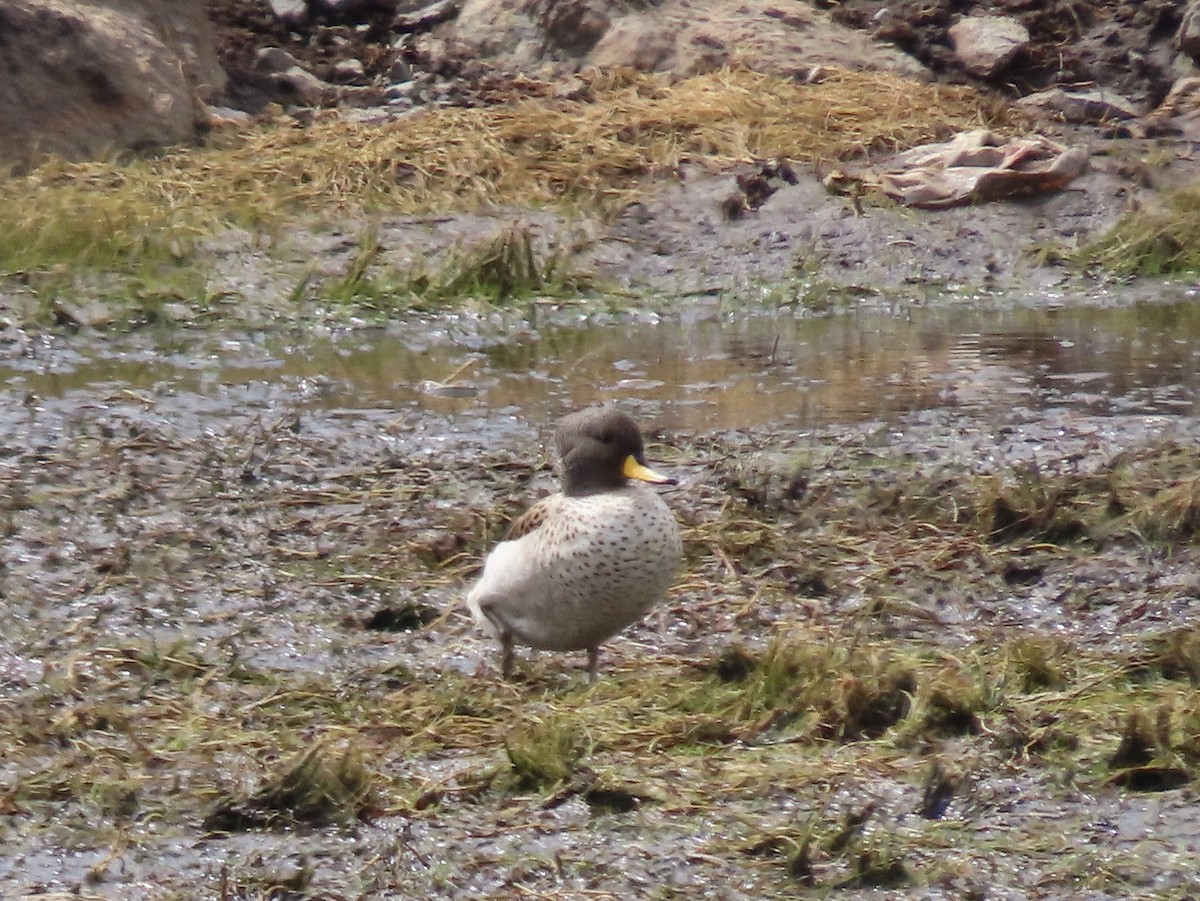 Yellow-billed Teal - ML624222045