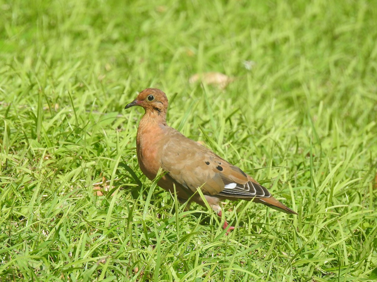 Zenaida Dove - ML624222046