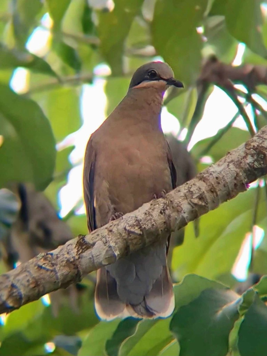 White-eared Brown-Dove - Jose Salazar