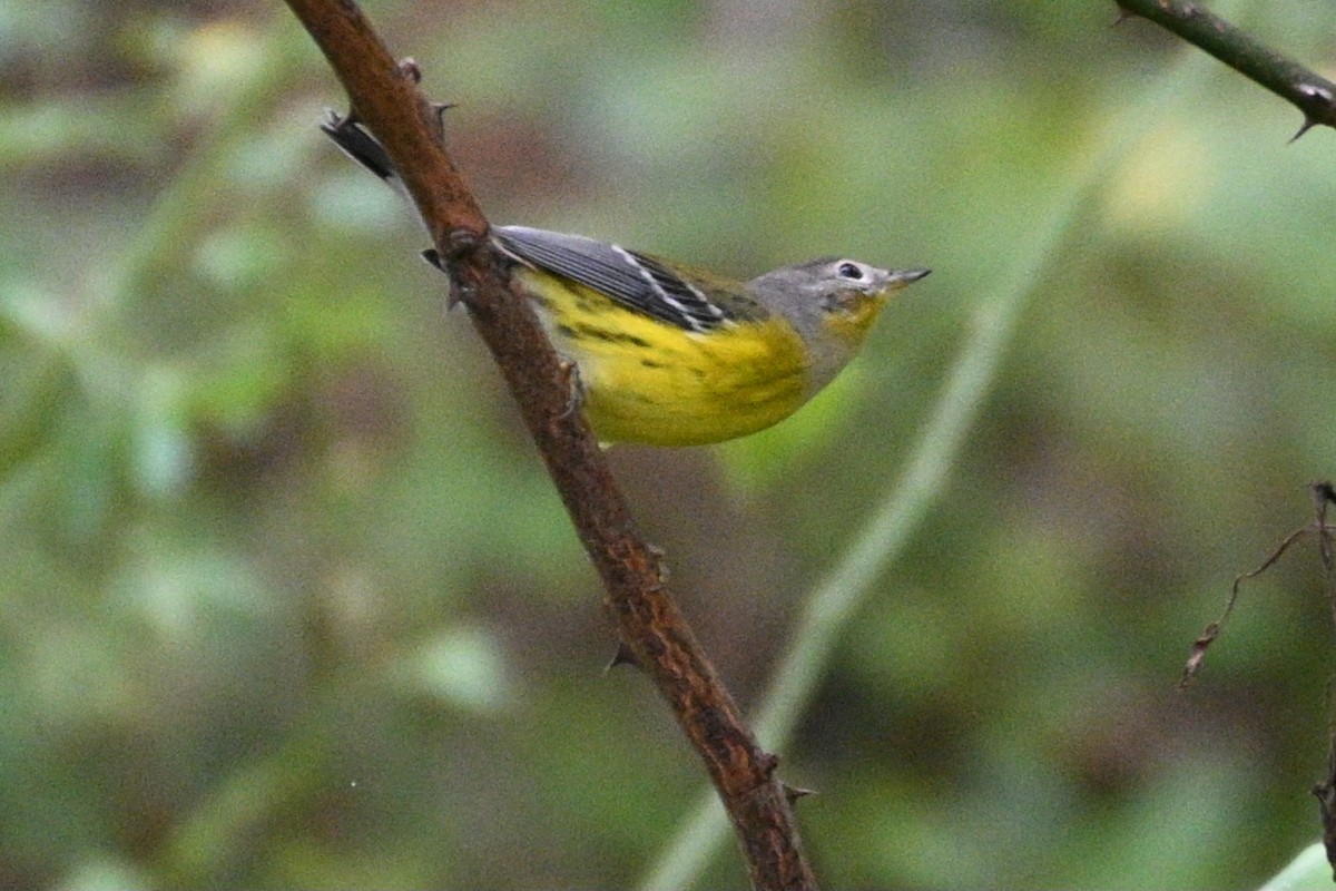 Magnolia Warbler - ML624222050