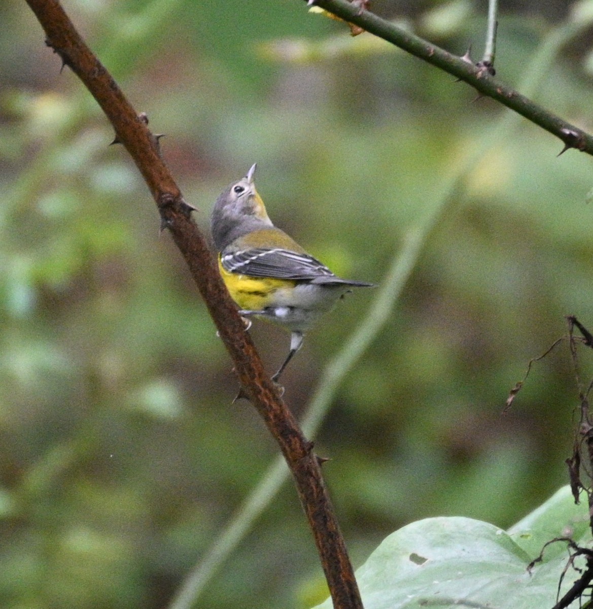 Magnolia Warbler - ML624222051