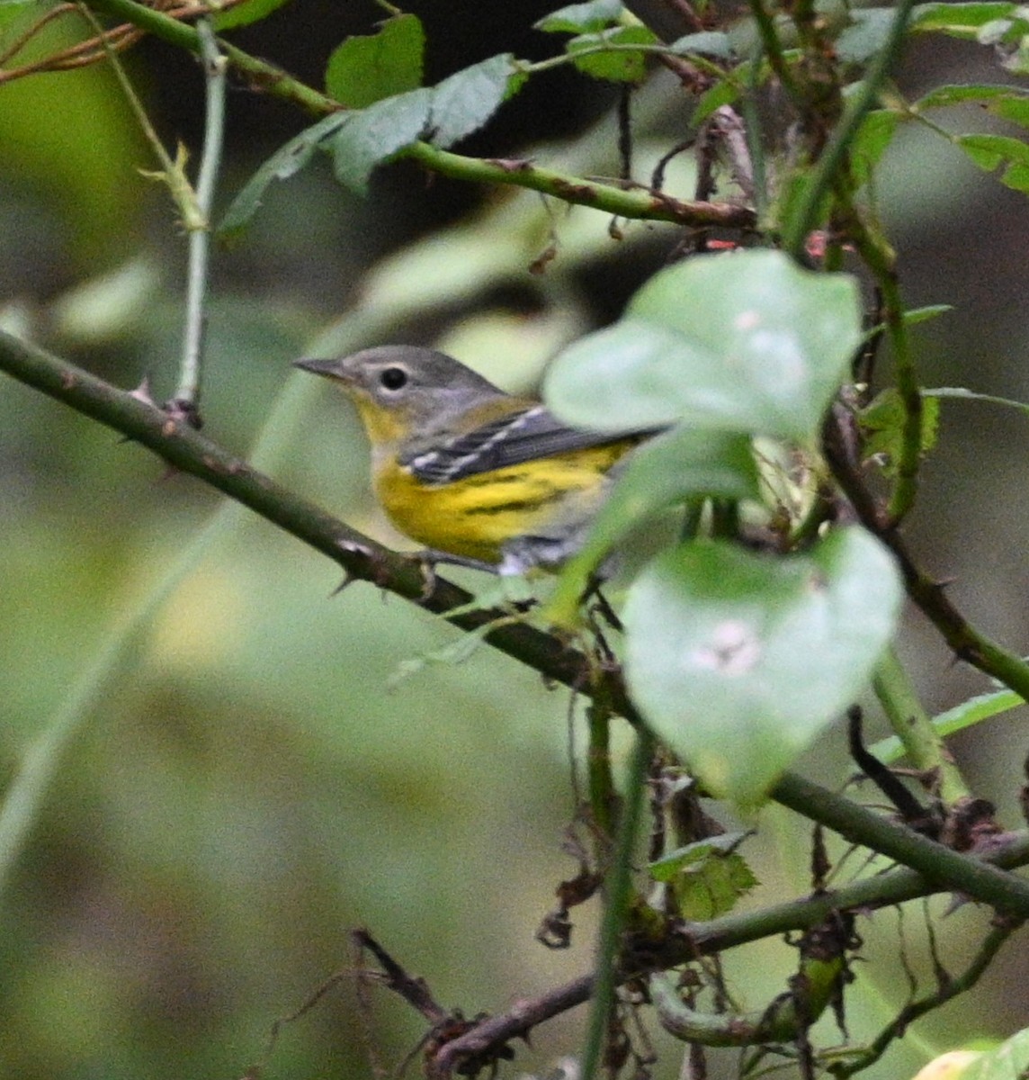 Magnolia Warbler - ML624222052