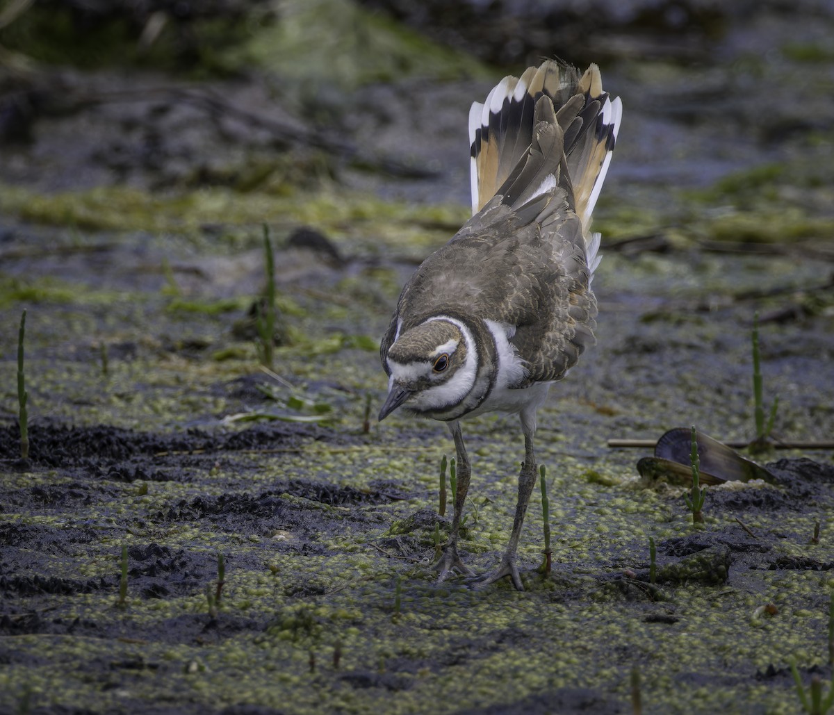 Killdeer - ML624222053