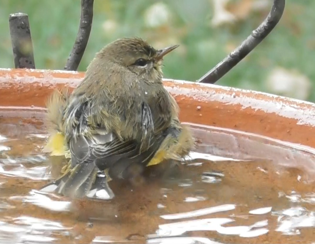 Palm Warbler - ML624222054