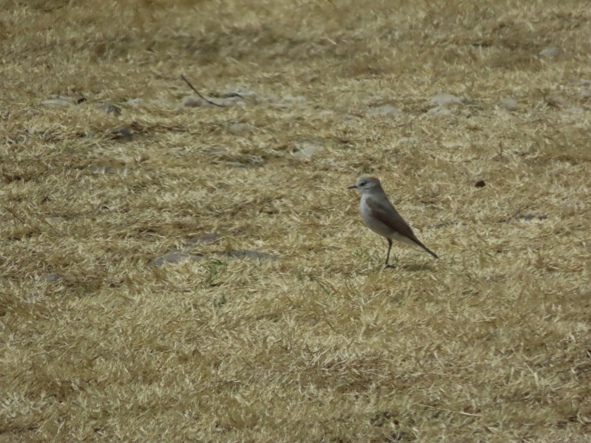 Rufous-naped Ground-Tyrant - ML624222056