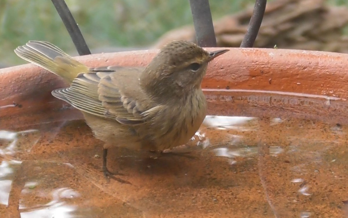 Palm Warbler - ML624222057