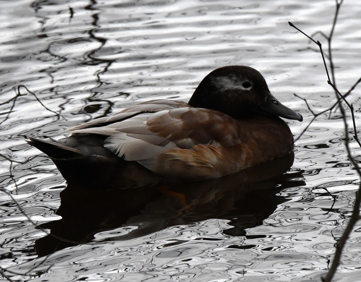 Mallard (Domestic type) - ML624222059