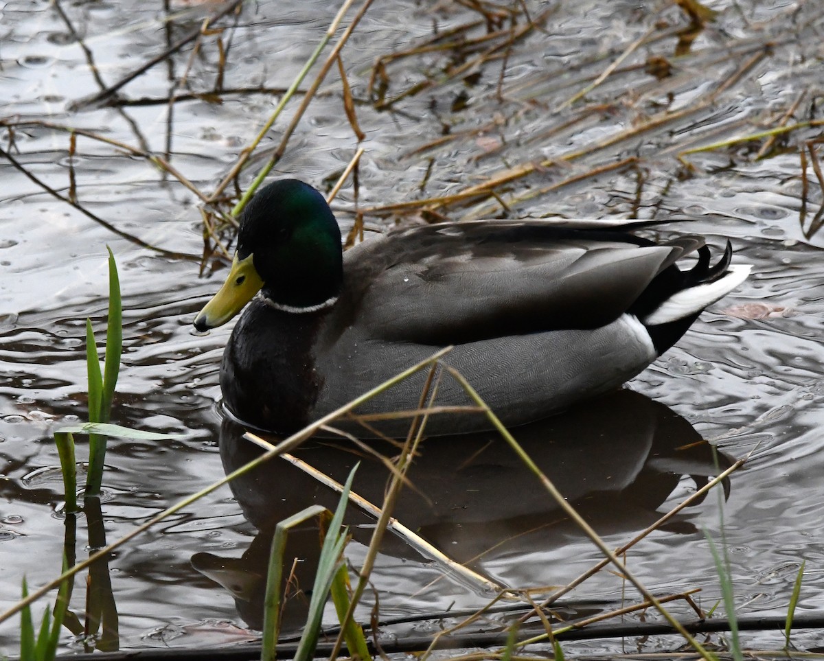 Mallard - A Emmerson