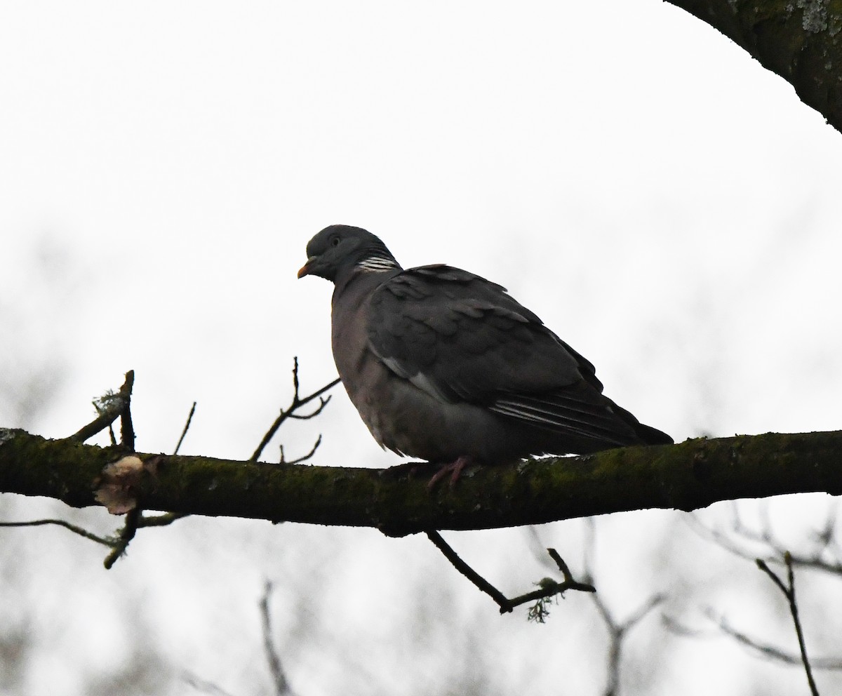 Common Wood-Pigeon (White-necked) - ML624222062