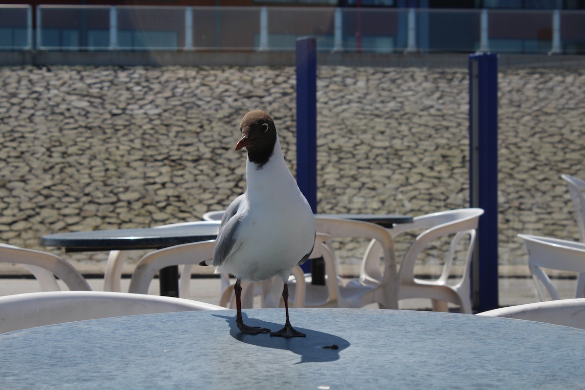 Black-headed Gull - ML624222063