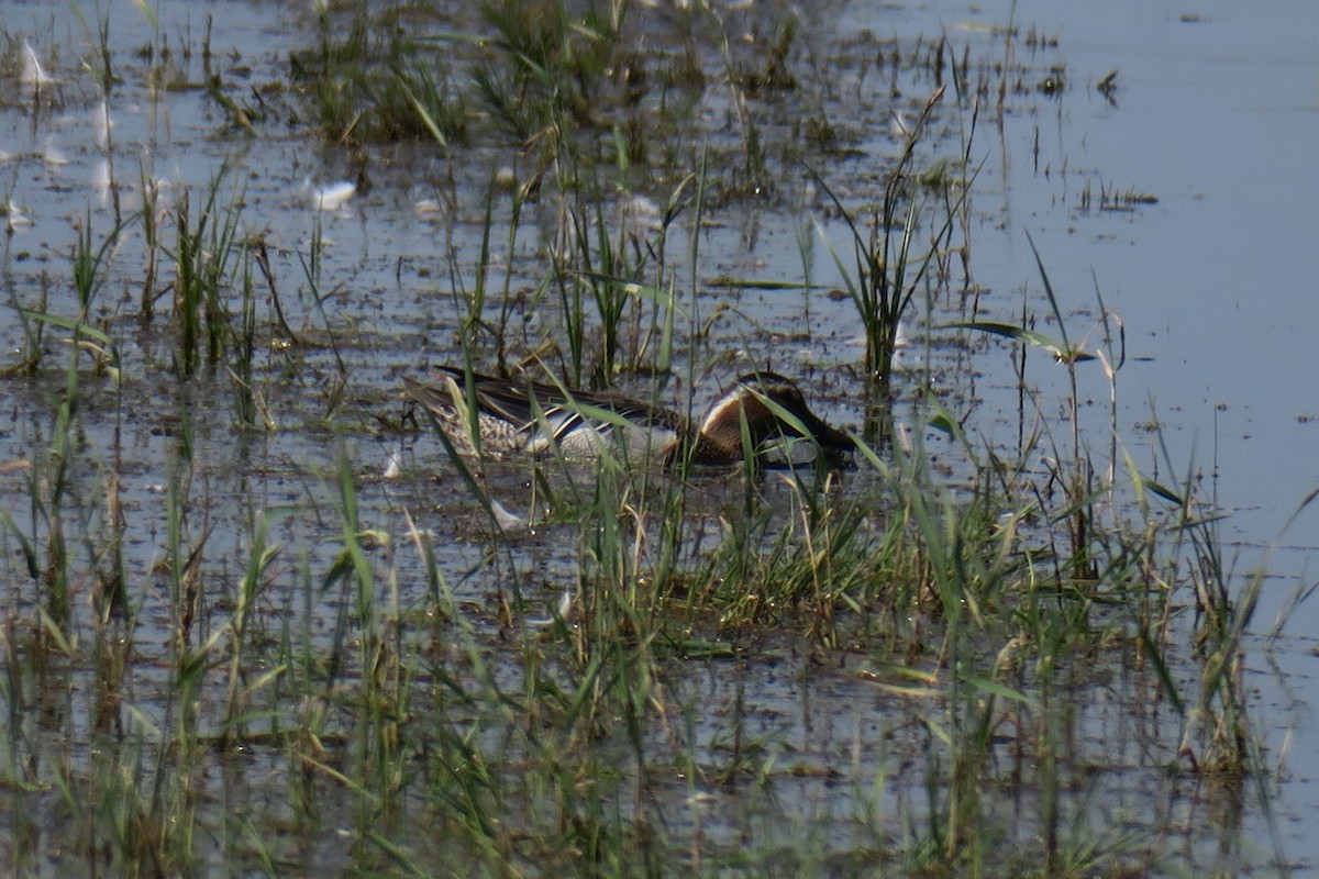 Garganey - ML624222065