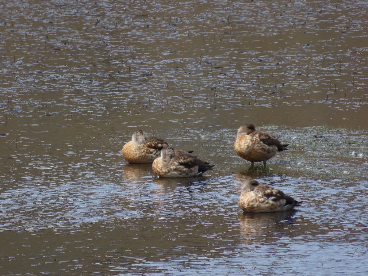 Crested Duck - ML624222066