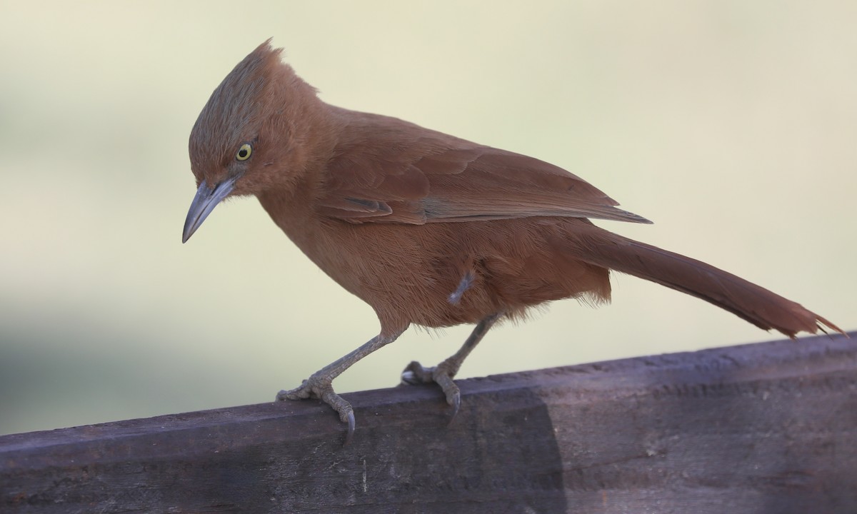 Cacholote Crestigrís - ML624222067