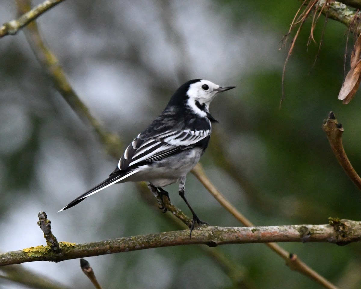 White Wagtail (British) - A Emmerson