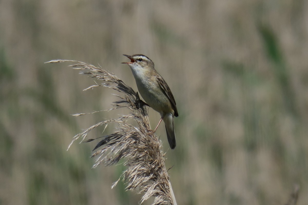 Sedge Warbler - ML624222074