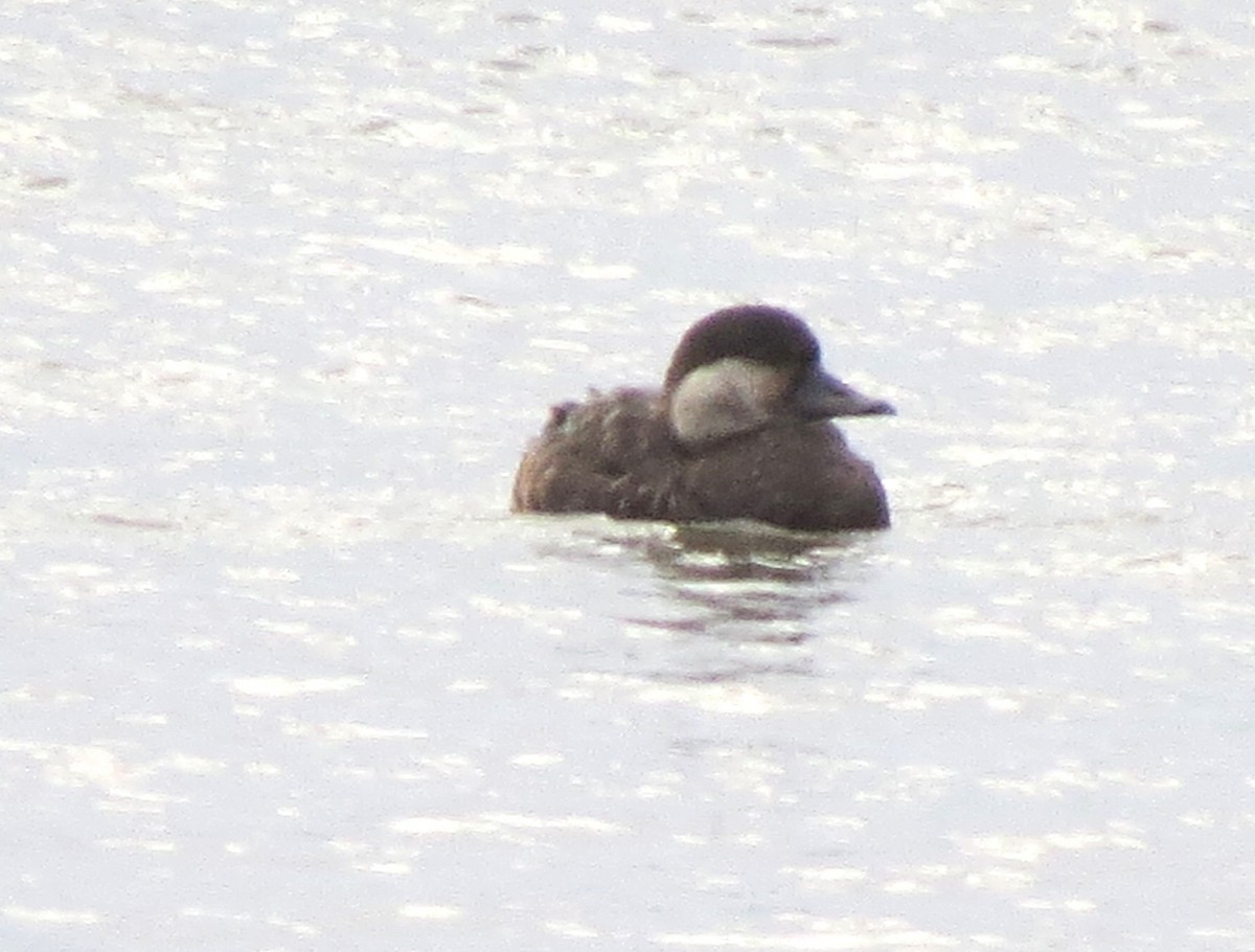 Black Scoter - ML624222075