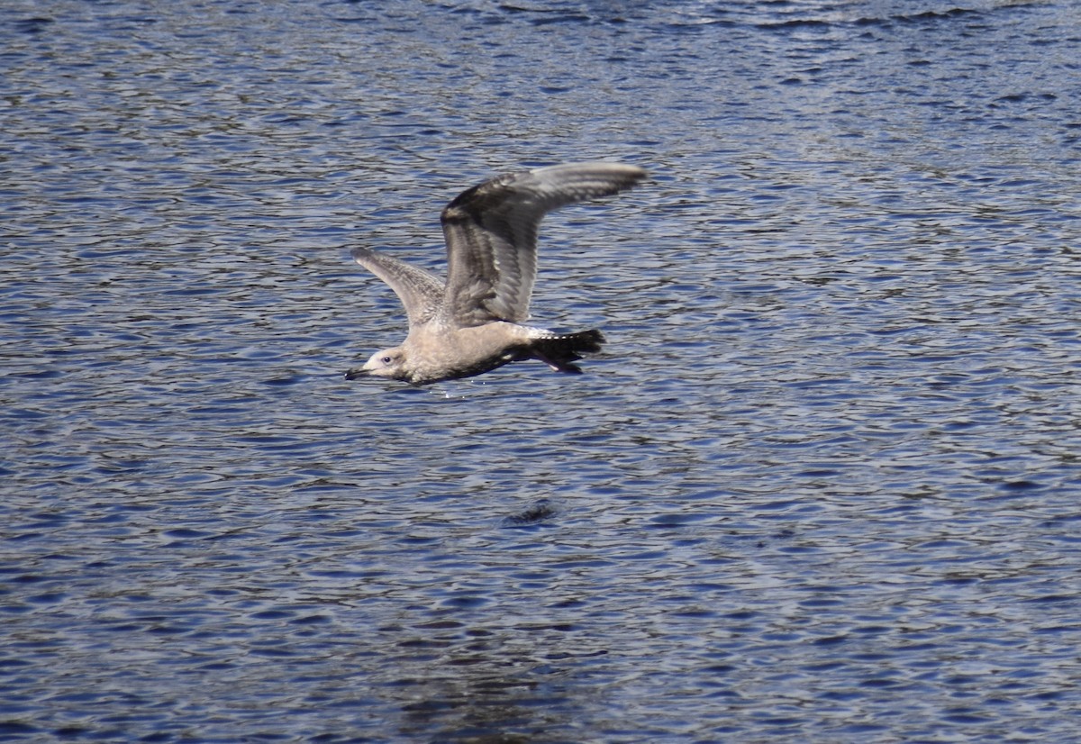 Larus sp. - ML624222081