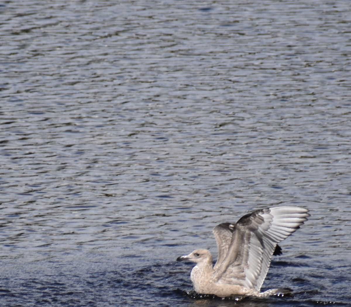 Larus sp. - ML624222082