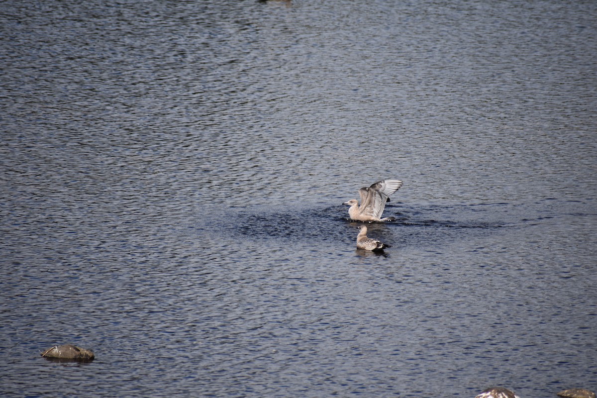 Larus sp. - ML624222090