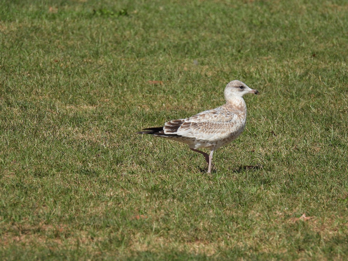 Ring-billed Gull - ML624222101