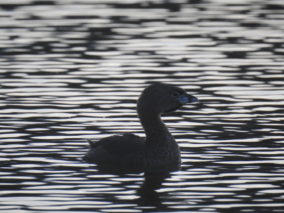 Pied-billed Grebe - ML624222103