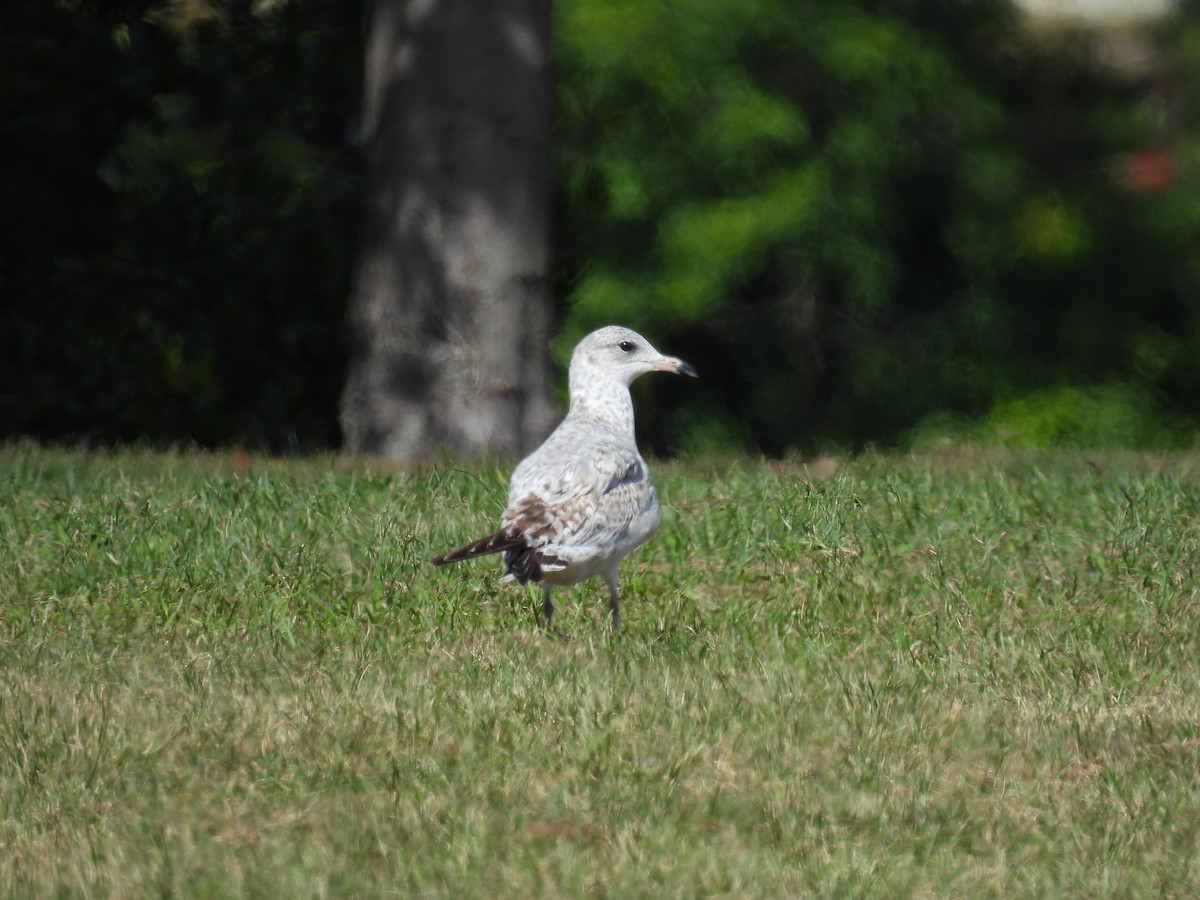 Ring-billed Gull - ML624222104