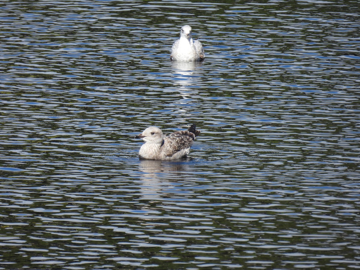 gull sp. - ML624222109